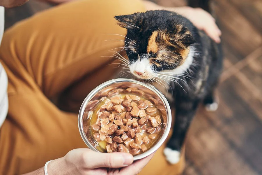 Quelle alimentation choisir pour votre chat ?