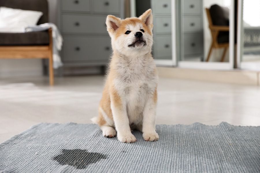 Puppy pads: zindelijkheidstraining zonder stress.
