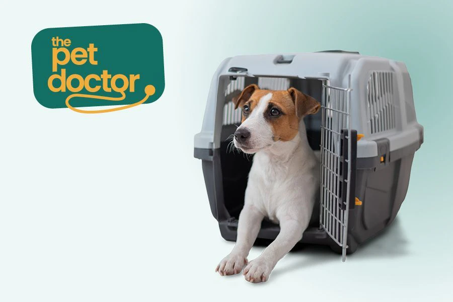Chien stress&eacute; pr&ecirc;t &agrave; partir en vacances.