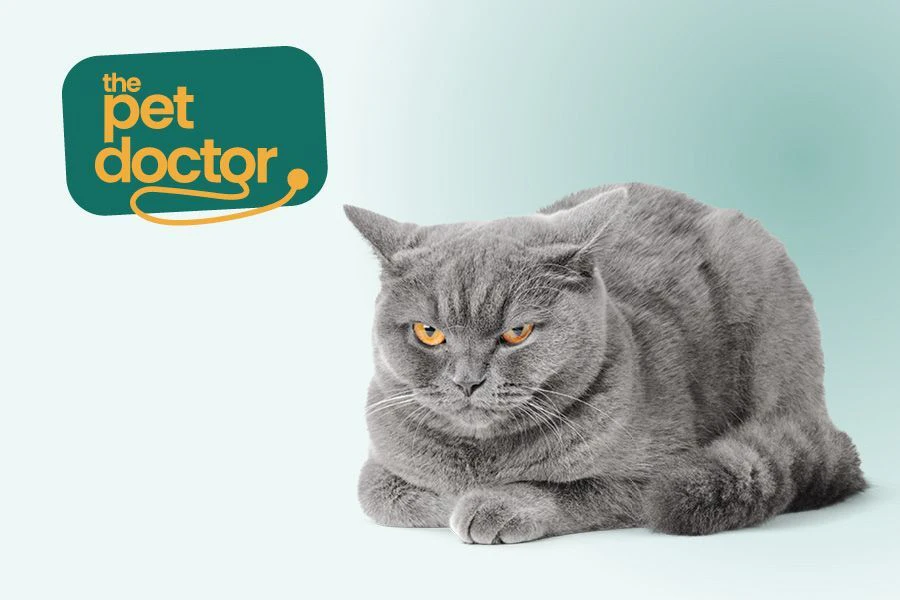 chat stress&eacute; lorsque son propri&eacute;taire est plus souvent &agrave; la maison