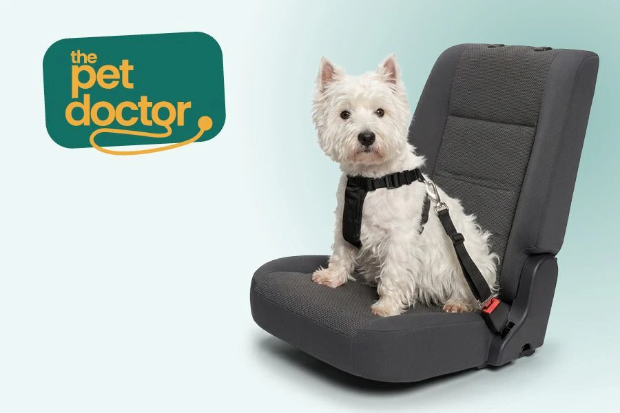 Chien attach&eacute; en toute s&eacute;curit&eacute; dans la voiture