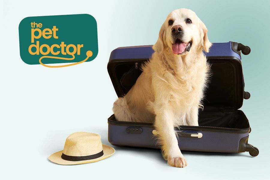Faire garder son chien : maison, proches ou pension ?