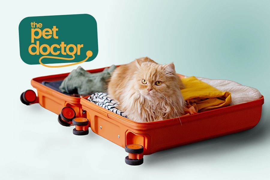 Chat couché dans une valise ouverte, prête pour les vacances.