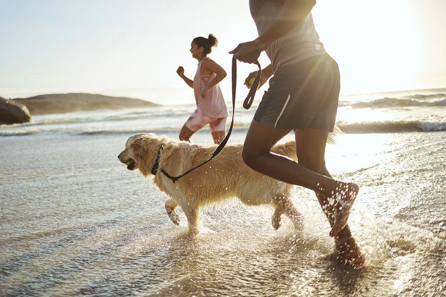 Au bord de la mer avec le chien