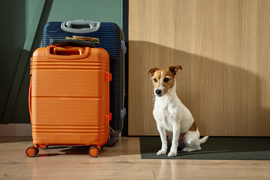 Hond klaar om mee te gaan op reis