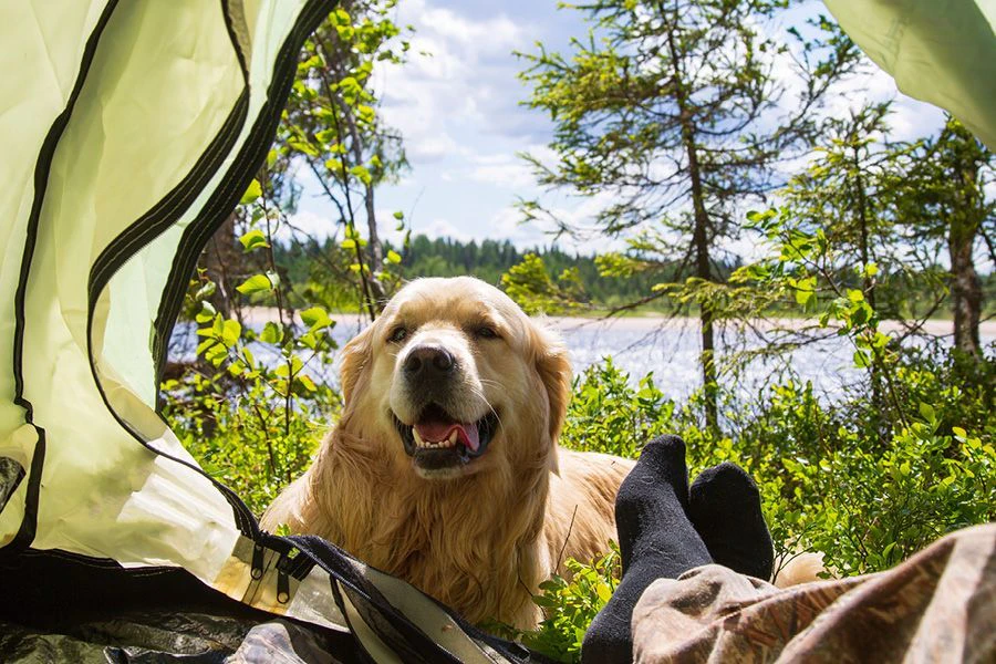 Kamperen met je hond