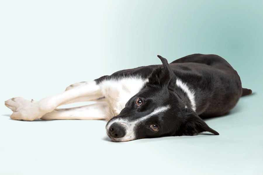 Comment reconna&icirc;tre un chien en surchauffe et comment le rafra&icirc;chir ?