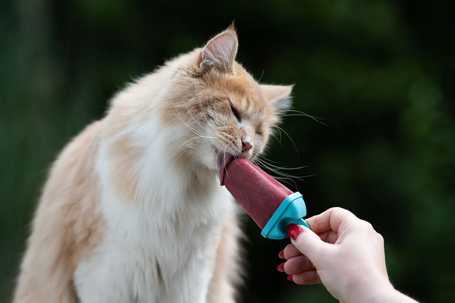 Glaces pour chats