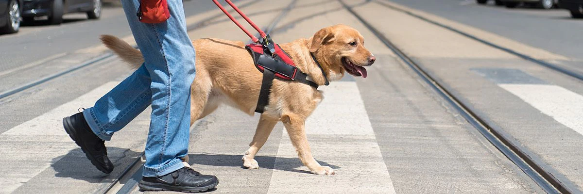 Plus de liberté grâce à un chien d’assistance