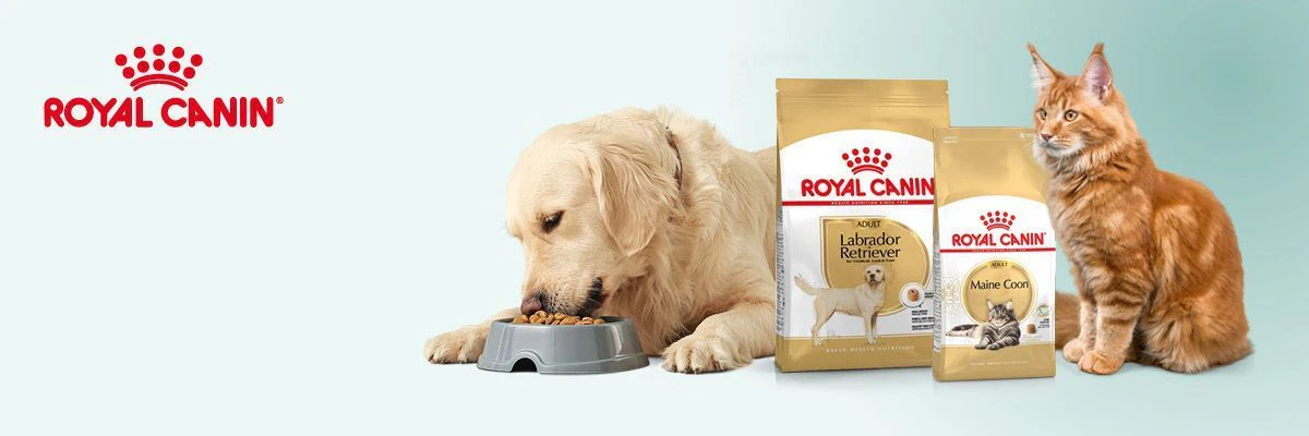 Golden Retriever en een Maine Coon zijn gezond met het Royal Canin rasvoer