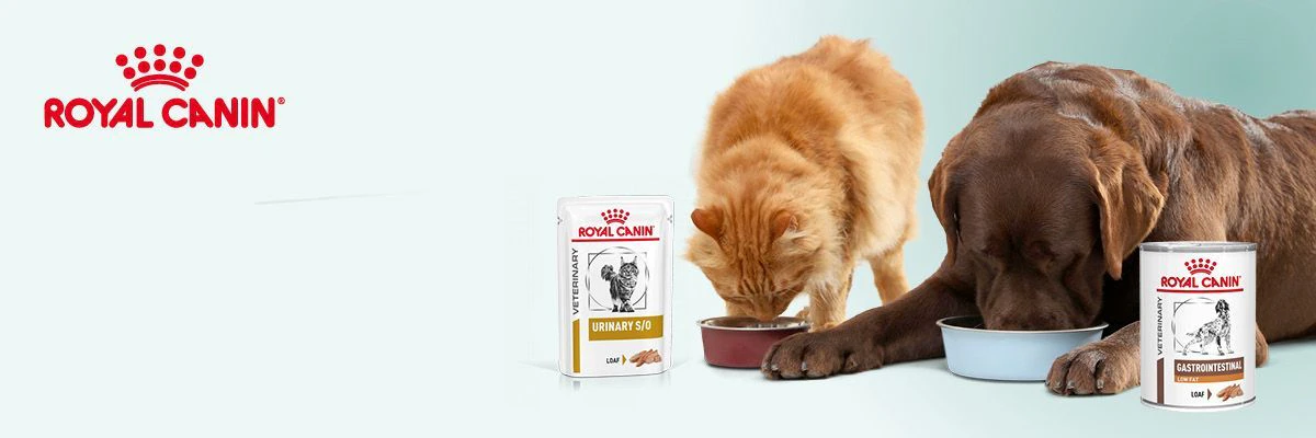 Waarom natvoer een slimme keuze kan zijn voor je hond of kat