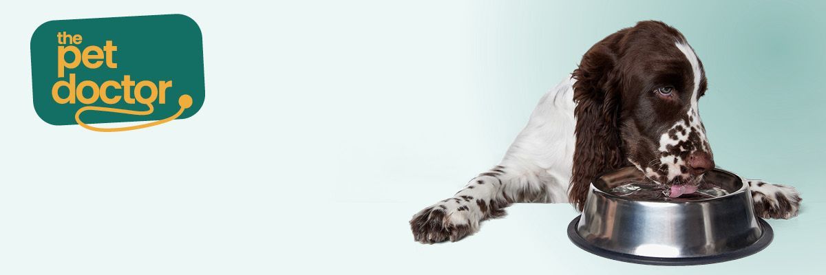 Comment faire boire suffisamment mon chien en été ?