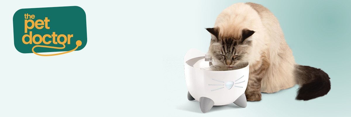 Le chat boit à une fontaine à eau, une manière pratique de favoriser son hydratation pendant les journées chaudes.