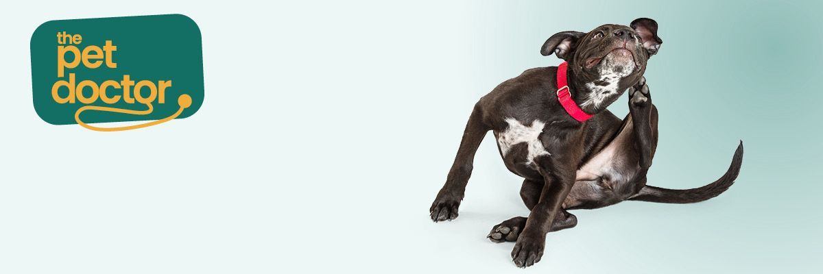 Démangeaisons chez le chien causées par les puces