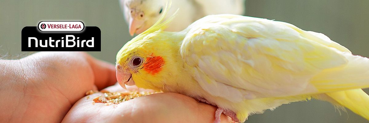 Van zaadmengeling tot NutriBird: zo voer je je huiskamervogel het best.