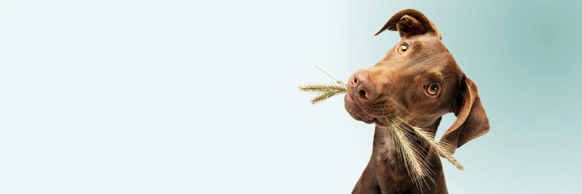 Is grasaar gevaarlijk voor honden?