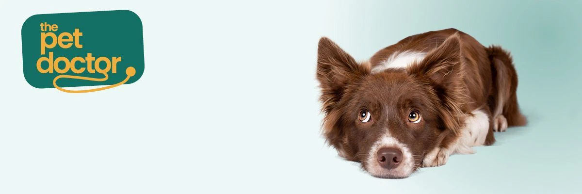 Hoe los ik verlatingsangst bij mijn hond op?