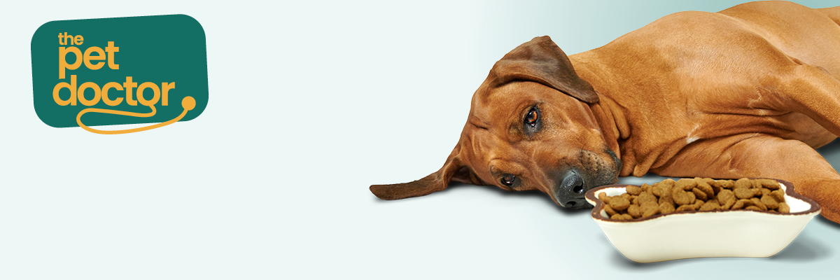 Chien s’allonge après repas, signe possible douleur