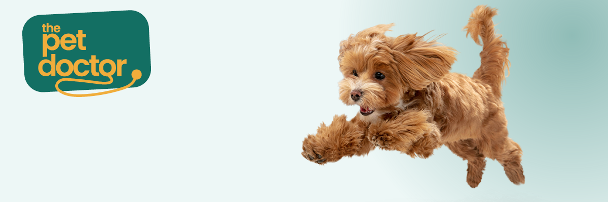 Chien actif qui a besoin de dépenser son énergie et bénéficie d’une routine quotidienne fixe.