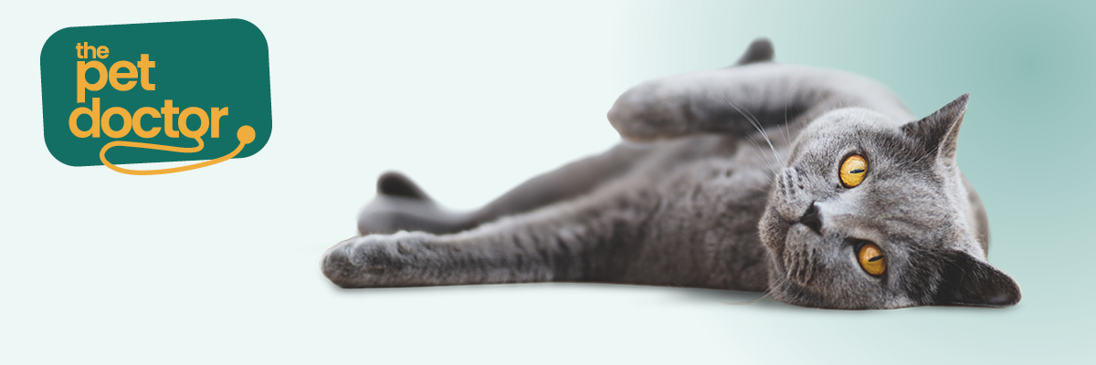 Le chat trouve équilibre et bien-être grâce à une routine quotidienne fixe.