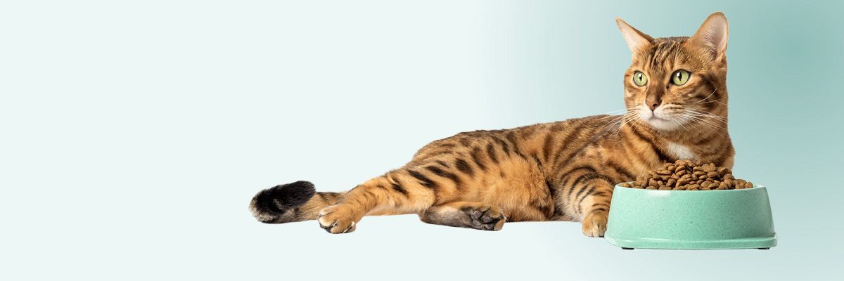 Hoe maak je de overgang naar nieuwe voeding bij je kat?