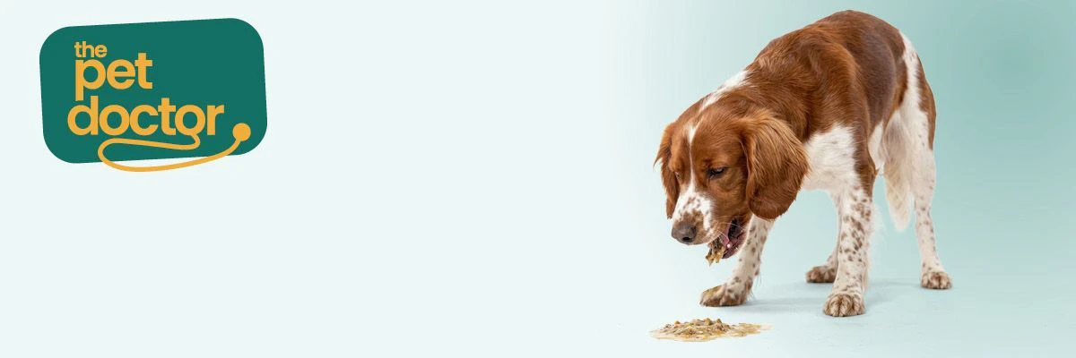Je hond braakt en heeft diarree: wat nu? 
