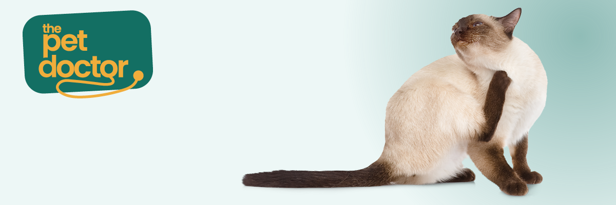 Mon chat a des puces, que faire ?