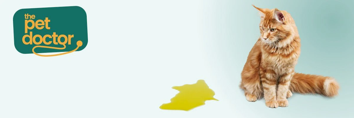 Chat souffrant de problèmes urinaires ayant fait pipi en dehors de sa litière.