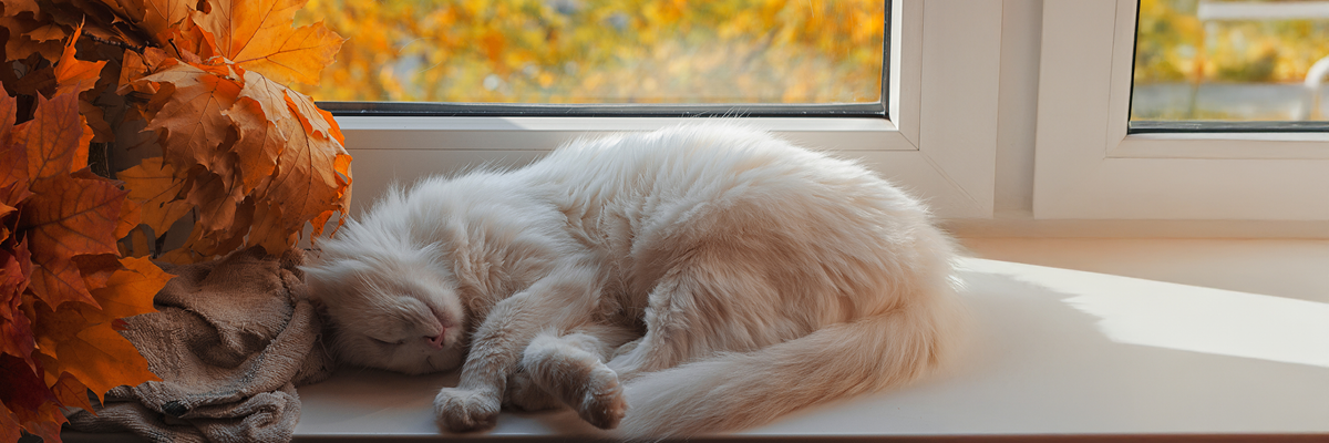 Kat doet een dutje op een zonnige herfstdag
