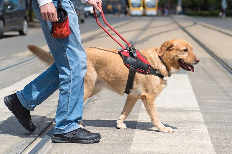 Meer vrijheid dankzij een assistentiehond