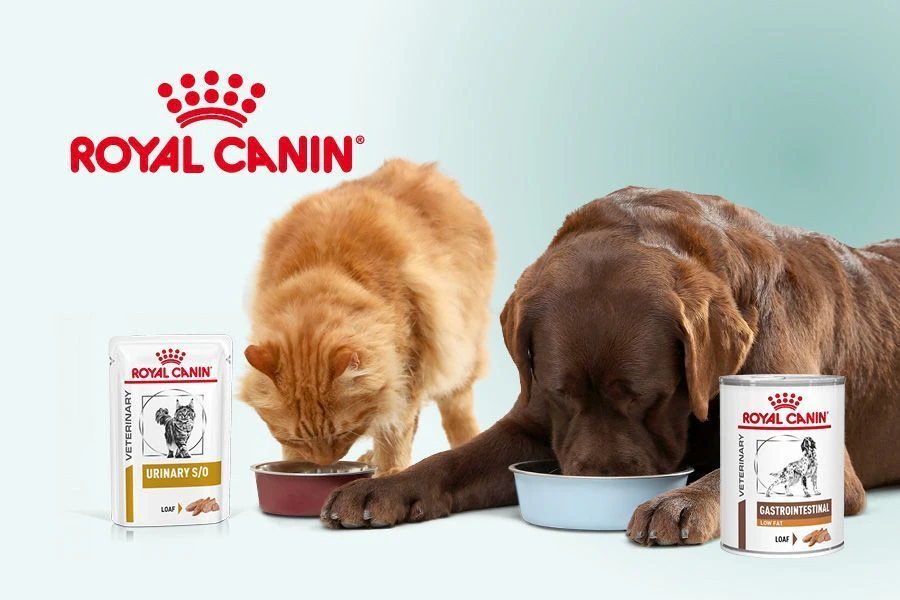 Waarom natvoer een slimme keuze kan zijn voor je hond of kat
