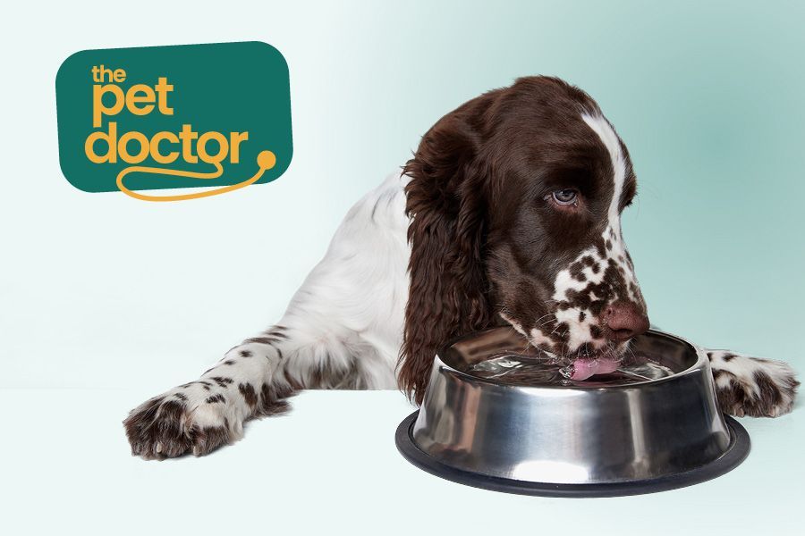 Hoe zorg ik ervoor dat mijn hond voldoende drinkt in de zomer?