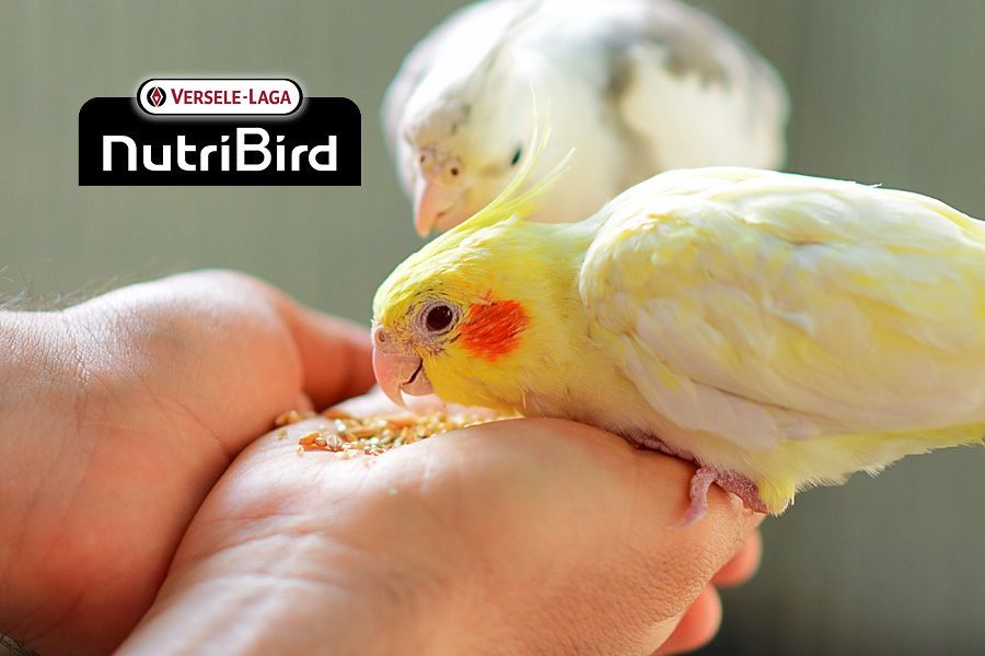 Van zaadmengeling tot NutriBird: zo voer je je huiskamervogel het best.