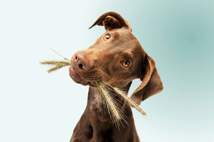 Is grasaar gevaarlijk voor honden?
