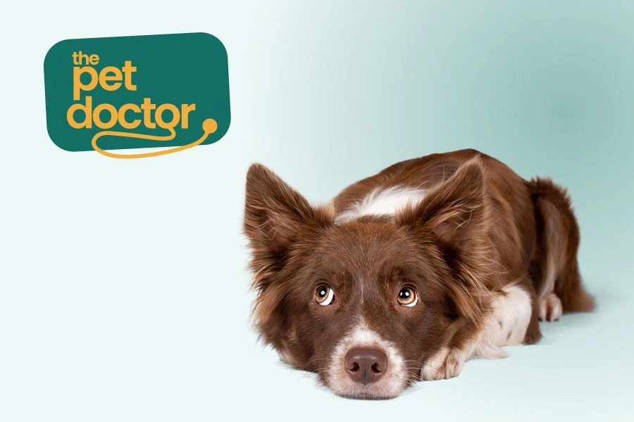 Comment traiter l&rsquo;anxi&eacute;t&eacute; de s&eacute;paration chez mon chien ?
