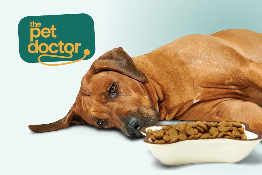 Chien s’allonge après repas, signe possible douleur