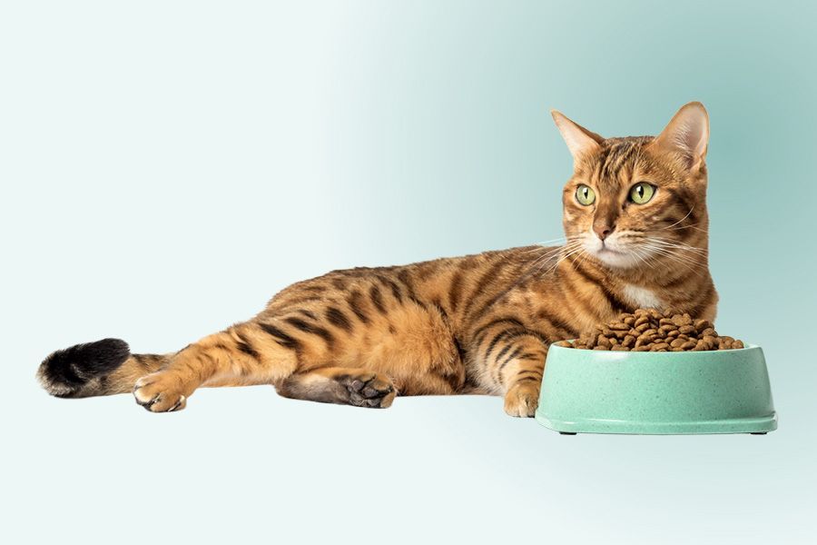 Kat rust ontspannen naast haar volle eetbakje met nieuwe voeding.