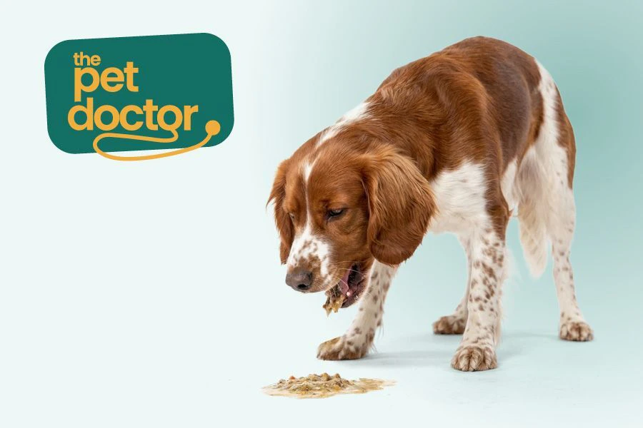 Je hond braakt en heeft diarree: wat nu? 