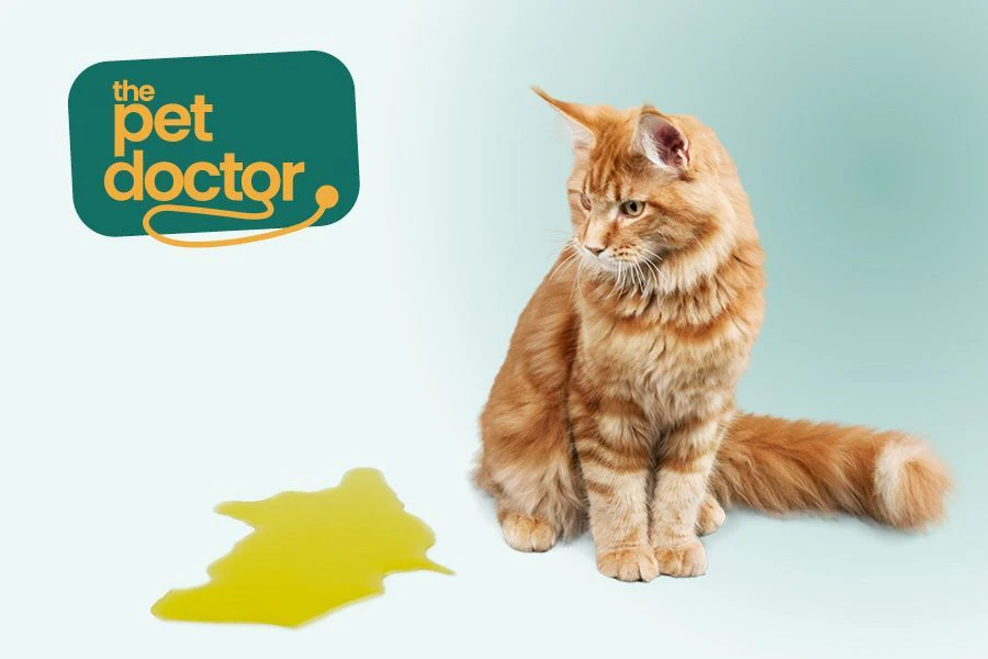 d&eacute;tecter un probl&egrave;me urinaire chez mon chat