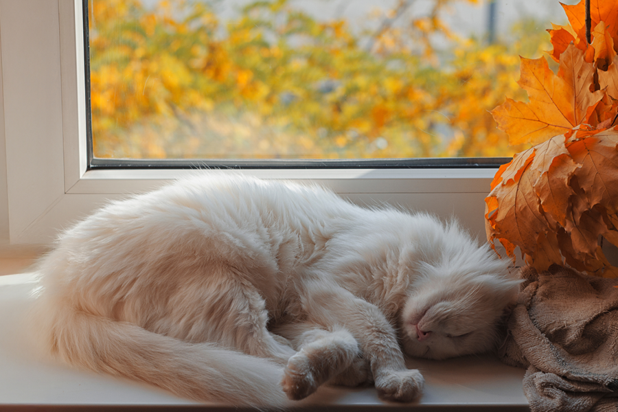 Kat doet een dutje op een zonnige herfstdag