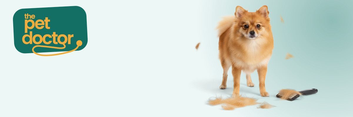 Pourquoi mon chien perd autant de poils ? 