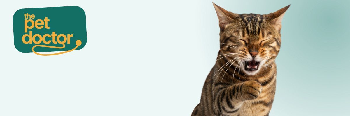 Découvrir comment reconnaître et prévenir le coryza chez le chat