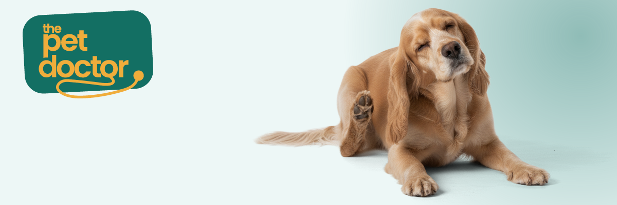 Hond heeft last van oren door het vochtige herfstweer