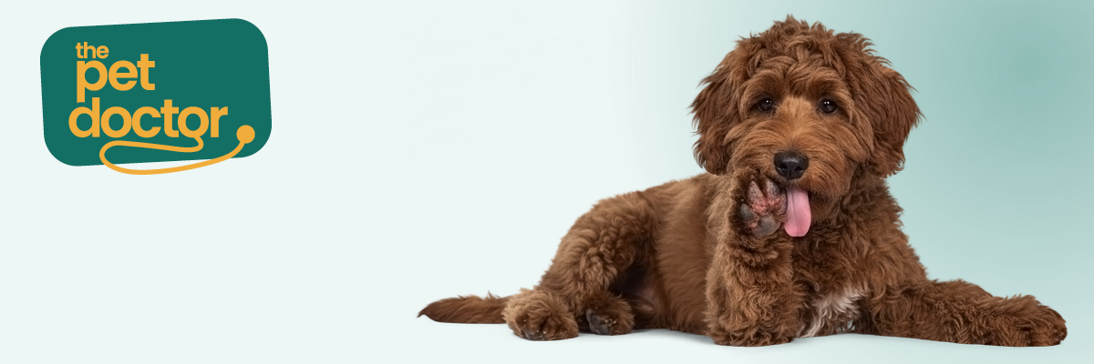 Hond met huidinfectie aan poten