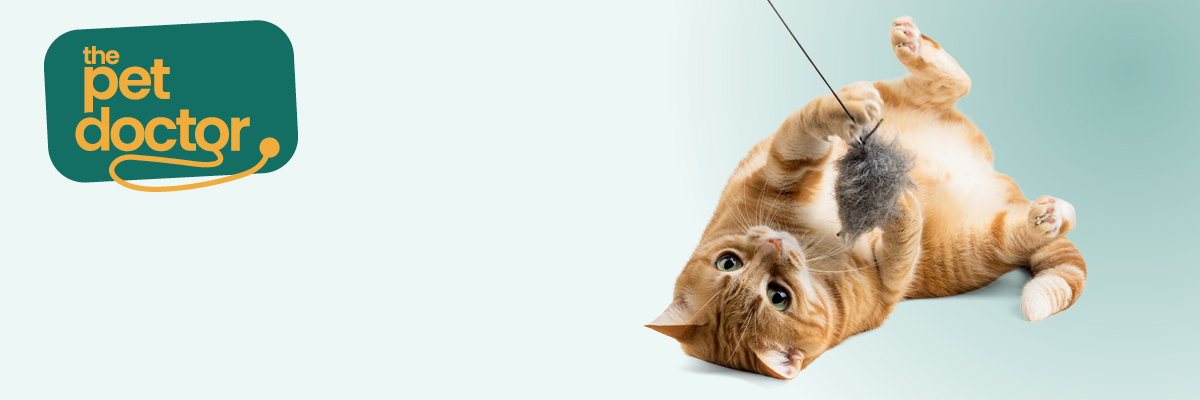 Un chaton en pleine activité grâce à un jouet choisi pour sa sécurité.