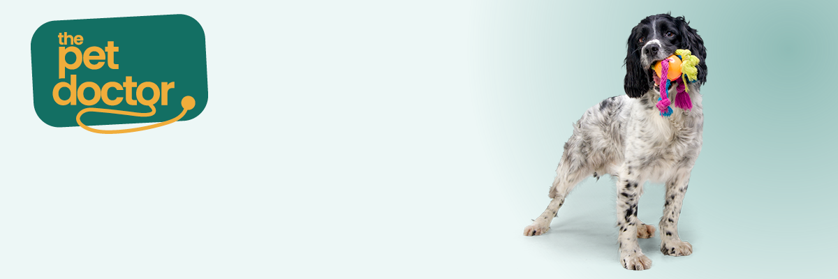 chien avec un jouet, prêt à jouer