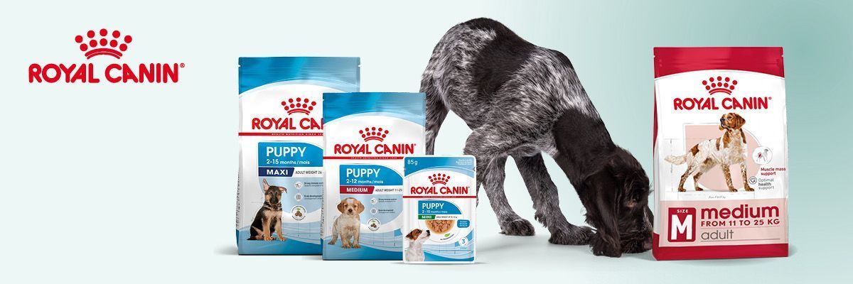 adult hond is klaar om van royal canin puppy naar adult voeding over te stappen