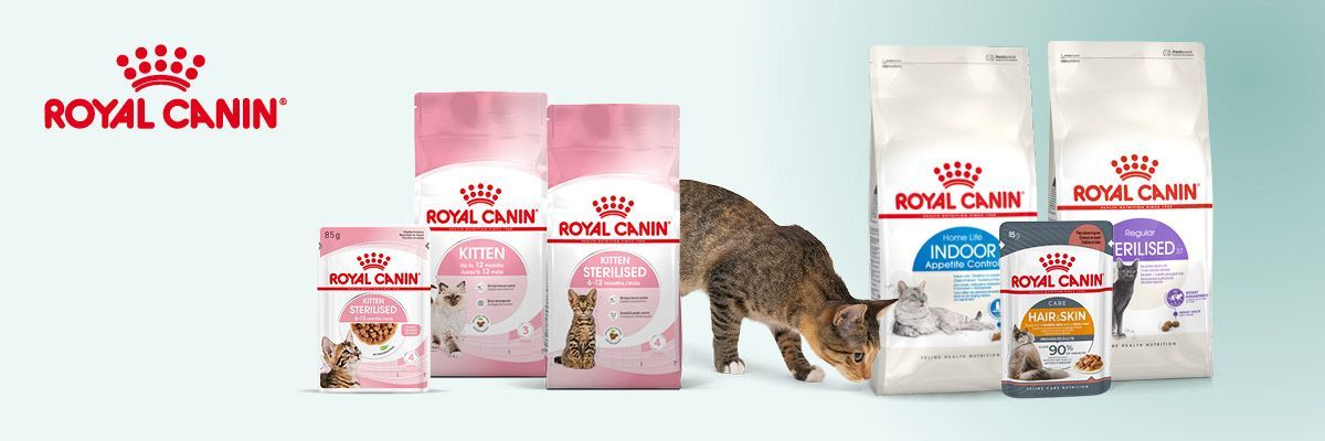 Adult kat is klaar om van kitten naar adultvoeding over te stappen