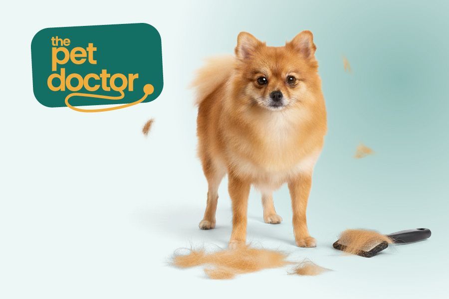 Pourquoi mon chien perd autant de poils ? 