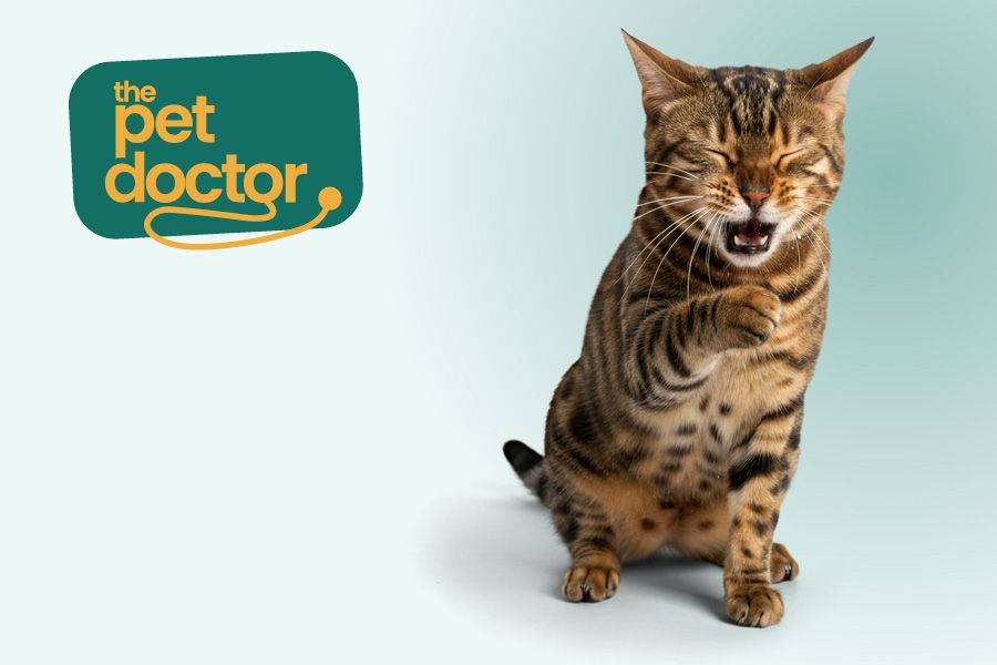 Découvrir comment reconnaître et prévenir le coryza chez le chat